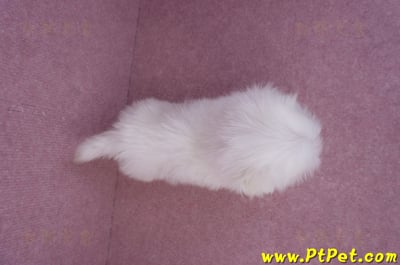 07/26迷你型馬爾濟斯 I 公幼犬2號(台北大同)11