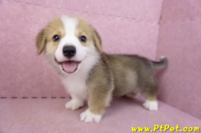 08/29雙色柯基犬公幼犬7