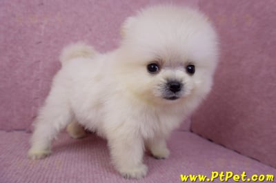 07/23迷你型松鼠白博美公幼犬(新竹香山)6