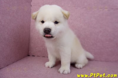 07/22白色柴犬公幼犬12