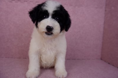 07/10迷你型花貴賓母幼犬(高雄楠梓)2