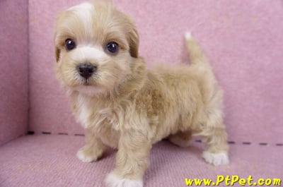 10/18馬爾泰迪公幼犬1號(高雄三民)9