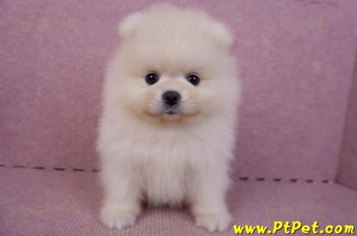 06/23迷你型松鼠白博美公幼犬2號(屏東鹽埔)1