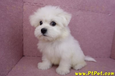 03/20馬爾濟斯公幼犬(新北土城)14