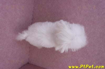 07/26迷你型馬爾濟斯公幼犬(屏東市)12