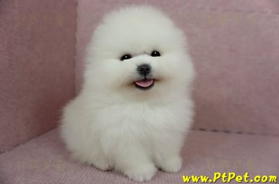 12/27迷你型松鼠白博美公幼犬1號(高雄前鎮)5