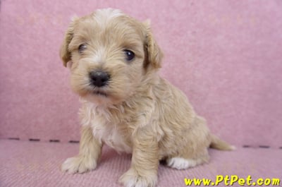 02/20馬爾泰迪母幼犬2號8