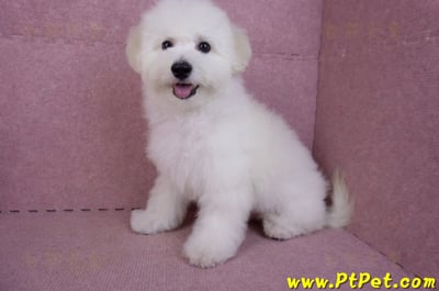 07/22比熊犬公幼犬(屏東市)10