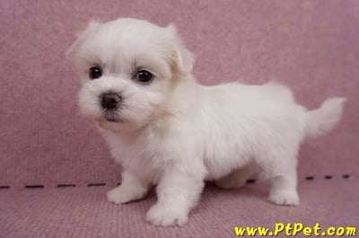 06/26迷你型馬爾濟斯 II 公幼犬1號(台東市)9