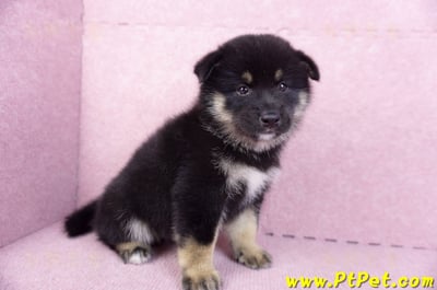 10/15黑色長毛柴犬公幼犬(基隆安樂)7