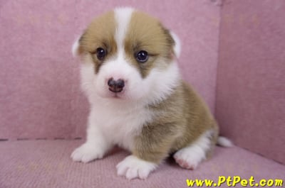 03/14雙色柯基犬公幼犬7