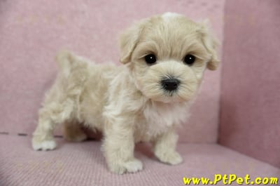 01/15奶油色馬爾泰迪 I 公幼犬(高雄大寮)10