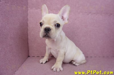 07/25奶油色法國鬥牛母幼犬2號(桃園楊梅)11