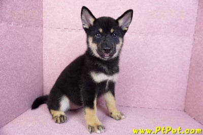 07/05黑色柴犬母幼犬(基隆仁愛)4