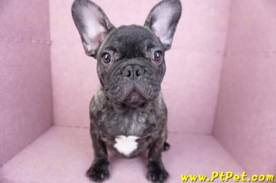 09/18虎斑色法國鬥牛母幼犬(屏東長治)2