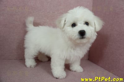 12/01比熊犬母幼犬(基隆中山)1