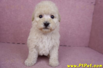 12/06奶油貴賓母幼犬1號(高雄)4