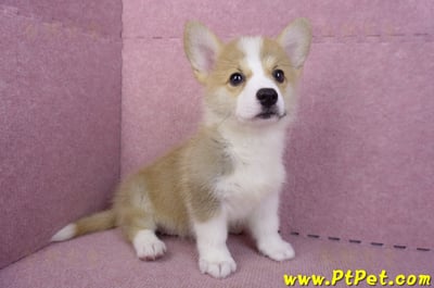 10/13雙色柯基犬母幼犬(雲林古坑)4