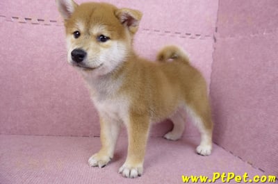 06/02赤色柴犬公幼犬(高雄林園)7