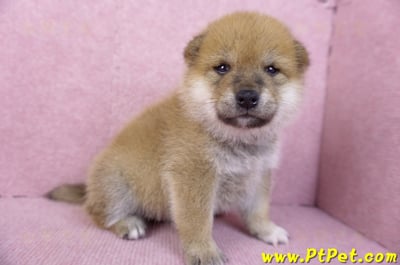 12/10赤色柴犬公幼犬5