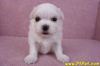 11/20馬爾濟斯公幼犬2號(屏東市)3