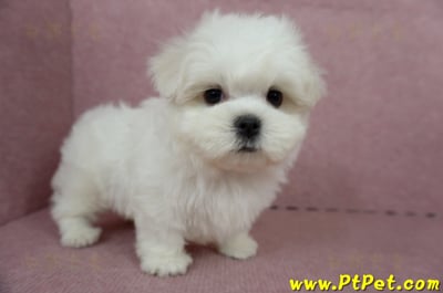 04/17迷你型馬爾濟斯公幼犬(台中北屯)4