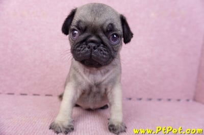 07/09巴哥公幼犬1號(新竹東區)4