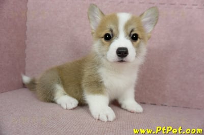 02/09雙色柯基犬公幼犬(新竹)1