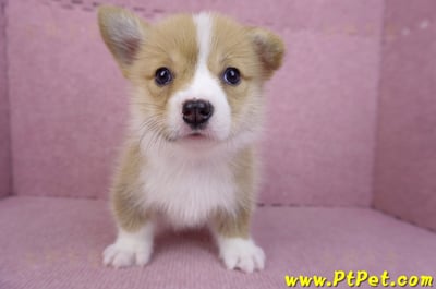 08/05雙色柯基犬母幼犬2號(屏東市)1