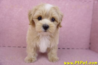 10/13馬爾泰迪公幼犬(桃園楊梅)2