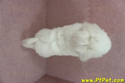 01/12比熊犬公幼犬(花蓮吉安)13