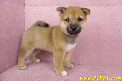 06/09赤色柴犬公幼犬3號(高雄橋頭)6