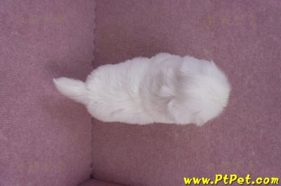 10/31北京狗母幼犬(新北新莊)11