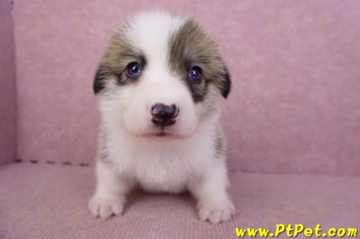 08/29雙色柯基犬母幼犬1號1