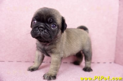 06/23巴哥公幼犬(新竹竹東)11