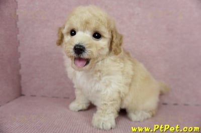 03/12泰迪比熊公幼犬1號(嘉義市)1