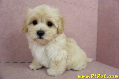 02/14奶油色馬爾泰迪公幼犬(桃園中壢)10