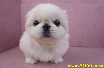 12/17北京狗公幼犬2號2