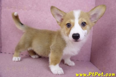 08/03雙色柯基犬公幼犬(台北大安)5