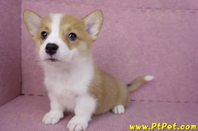 08/03雙色柯基犬母幼犬2號(屏東長治)8