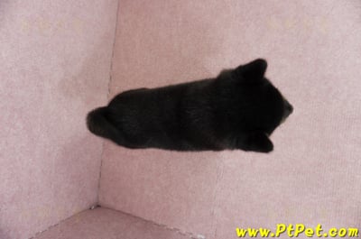 06/04黑色柴犬公幼犬(屏東市)7