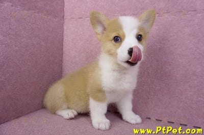 10/13雙色柯基犬公幼犬(台東市)1