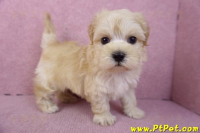 12/10馬爾泰迪公幼犬1號(高雄仁武)6