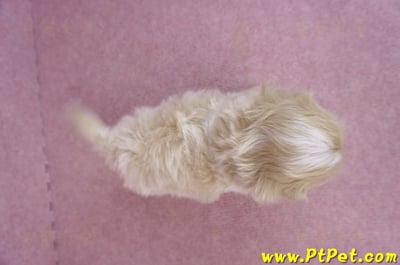 04/18馬爾泰迪 I 公幼犬12