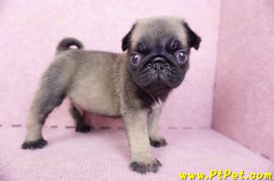 09/08巴哥公幼犬1號(新北樹林)6