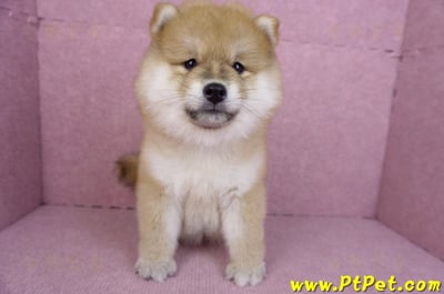 11/19赤色長毛柴犬母幼犬(新竹竹東)2