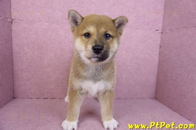 11/08赤色柴犬母幼犬(屏東九如)1