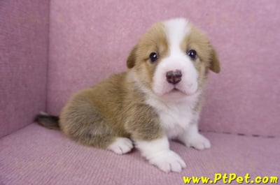 12/15雙色柯基犬母幼犬3