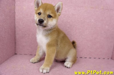 06/09赤色柴犬公幼犬1號(桃園)11