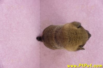 11/19赤色柴犬母幼犬(新北五股)8